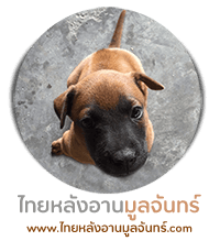 สุนัขไทยหลังอาน มูลจันทร์ฟาร์ม